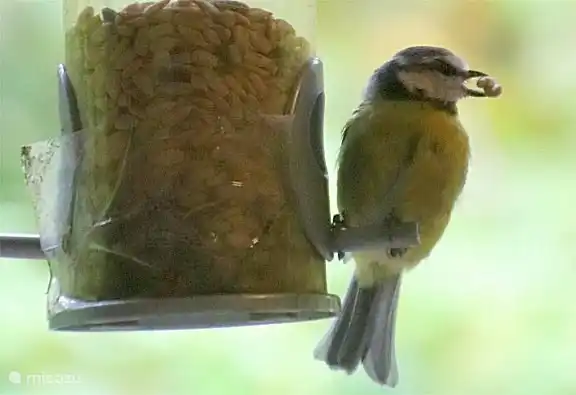 Veel verschillende vogels in de tuin, pimpelmees.